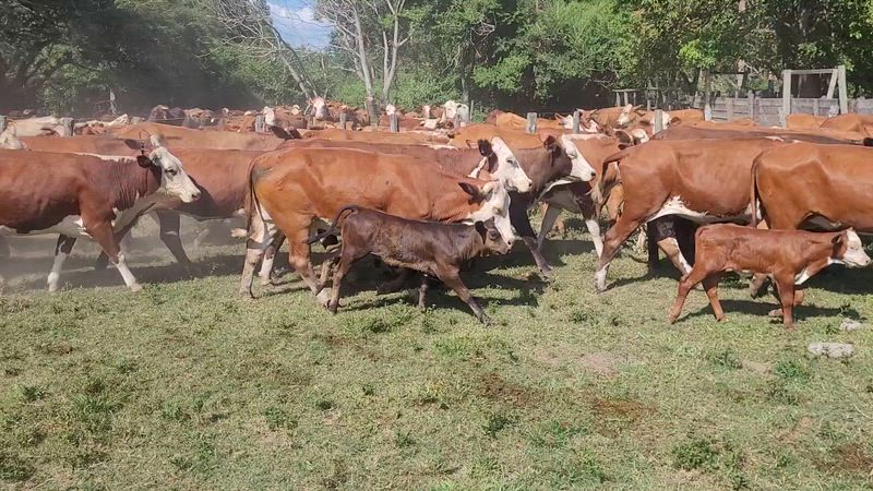 50 Vaquillonas Preñadas