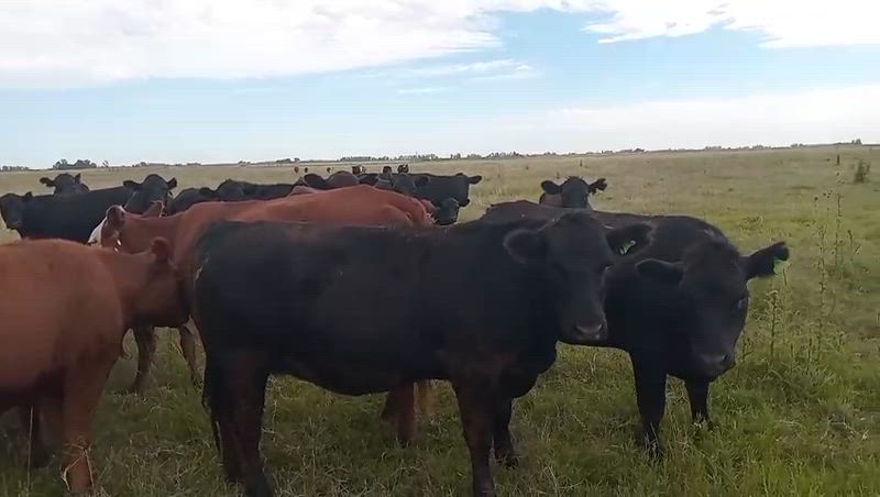 75 Vaquillonas Preñadas