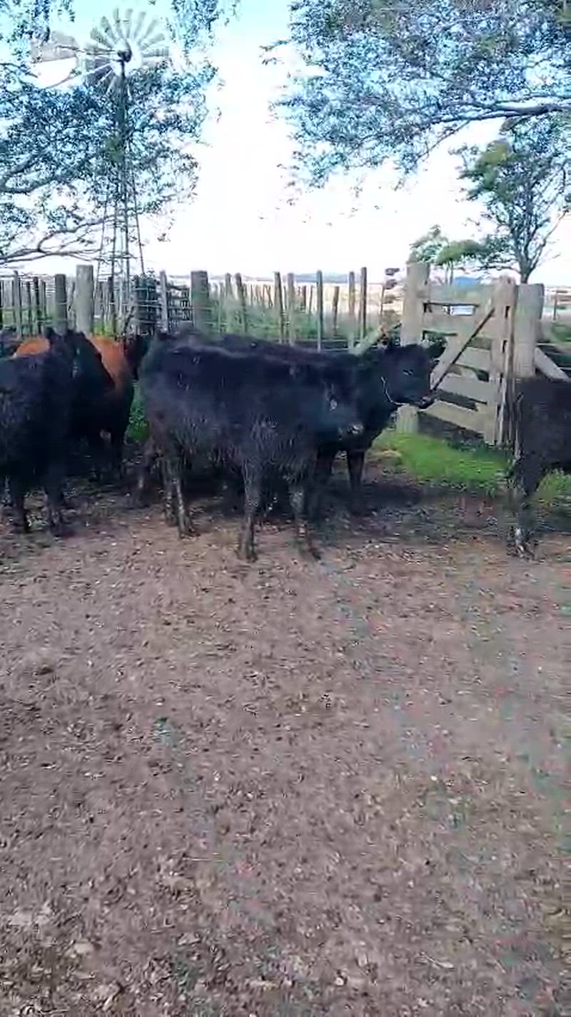 75 Terneras