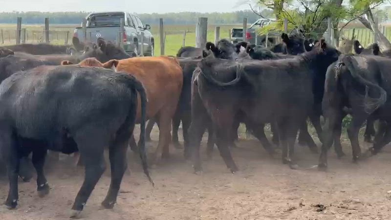 30 Vaquillonas Preñadas