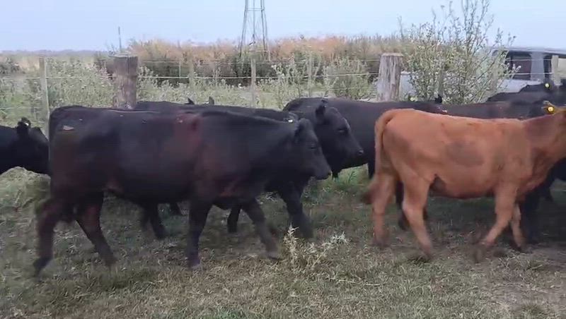 60 Novillitos y Vaquillonas