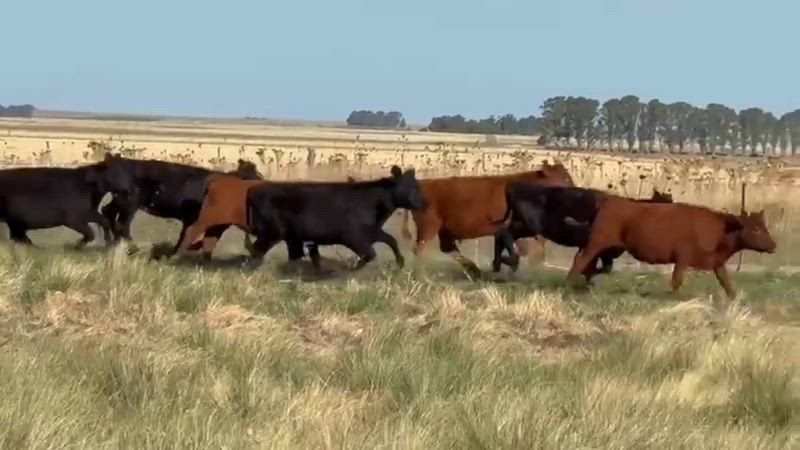 55 Novillitos y Vaquillonas