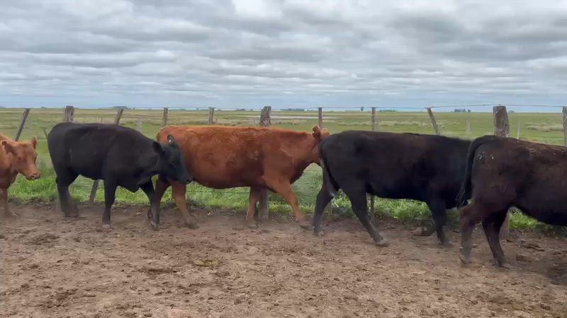 30 Vacas de invernada