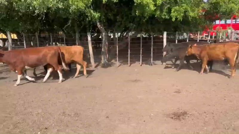 60 Terneros y Terneras