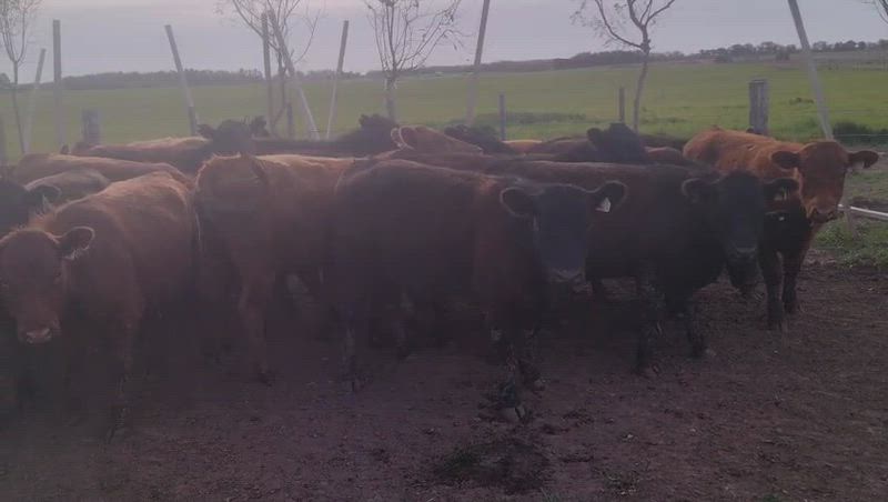 65 Vaquillonas para madre