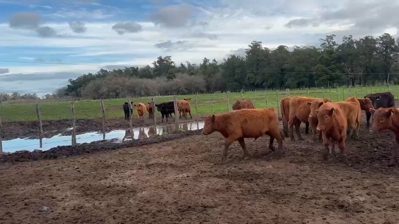 165 Terneros