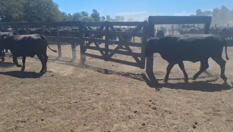 180 Vaquillonas Preñadas