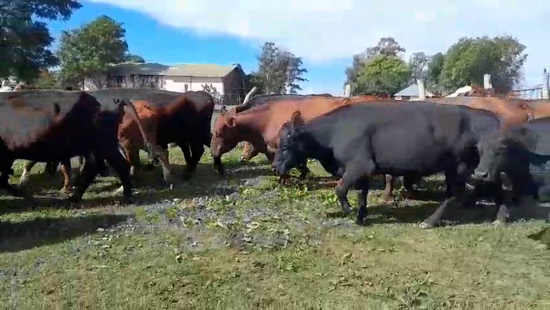 25 Vacas CUT Preñadas
