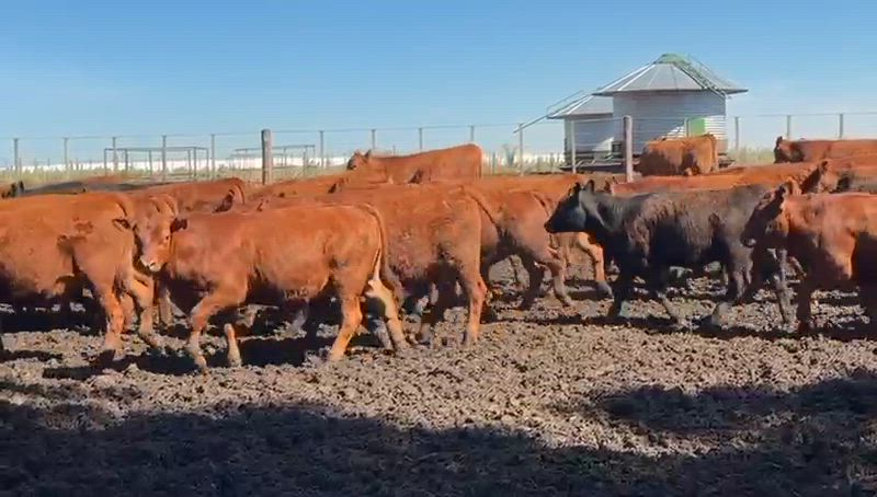 340 Terneros y Terneras