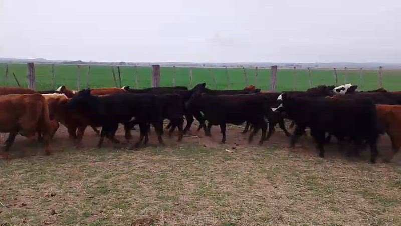 50 Terneros y Terneras