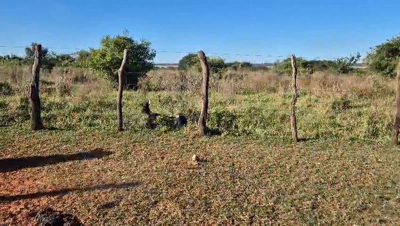 170 Terneros y Terneras