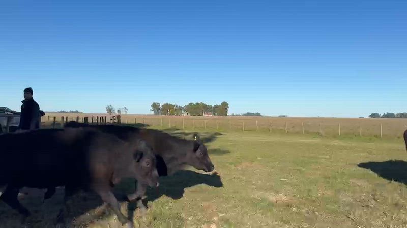 50 Vacas CUT Preñadas