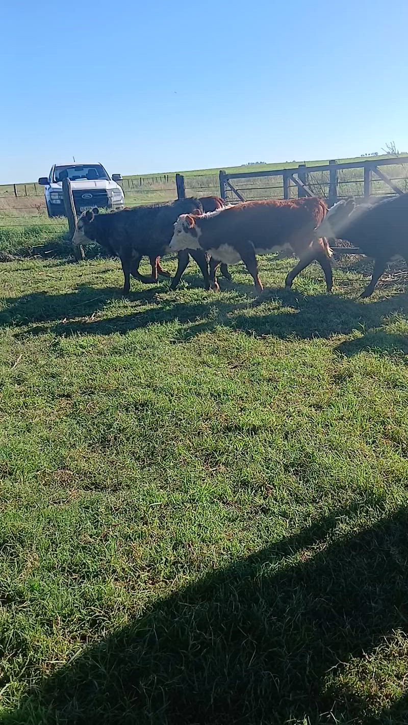 60 Terneros y Terneras