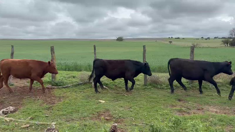 50 Terneros y Terneras