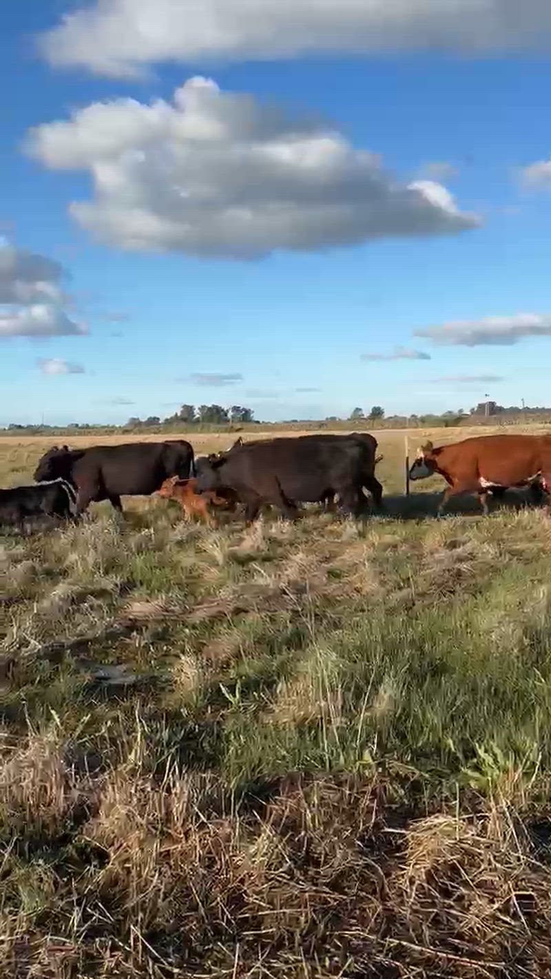 55 Vacas CUT con cría