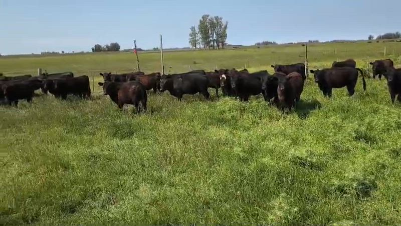 40 Novillitos y Vaquillonas