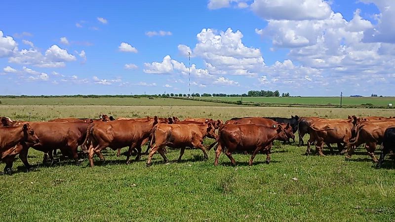 100 Vacas preñadas