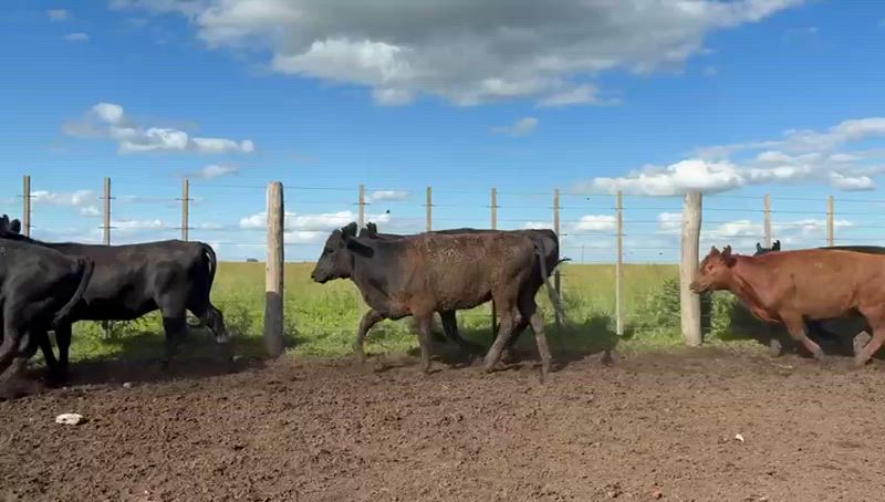 70 Novillitos y Vaquillonas