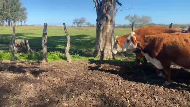 25 Vacas de invernada