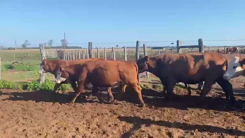 45 Vacas de invernada