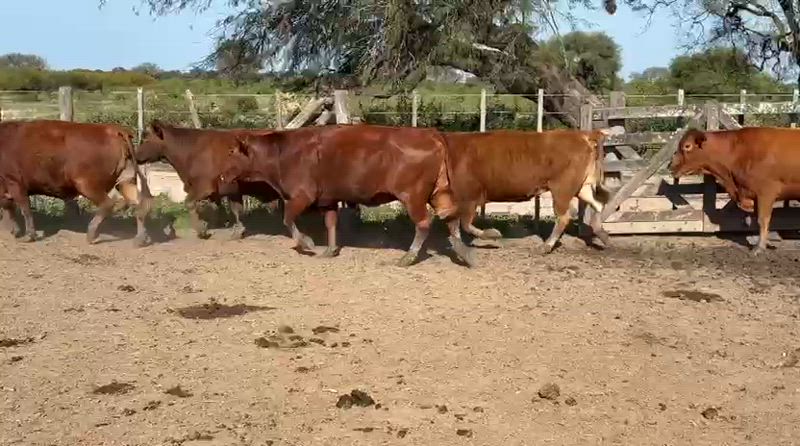 25 Vacas preñadas