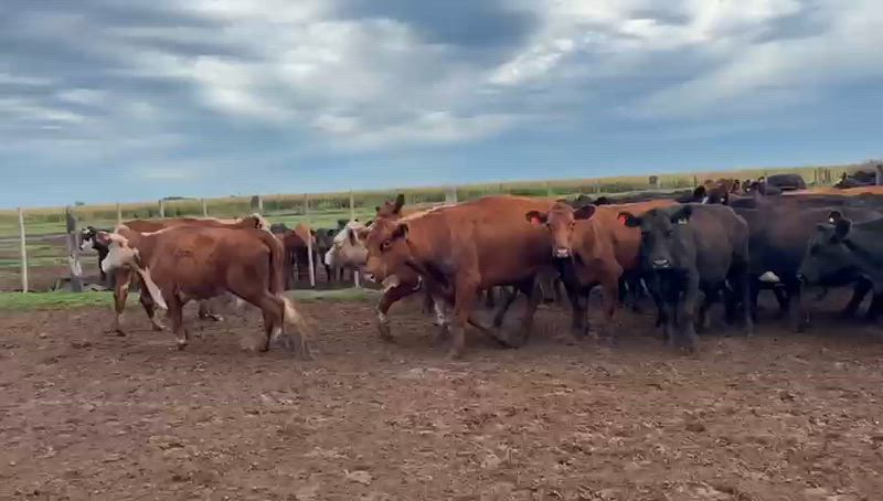 60 Vacas CUT Preñadas