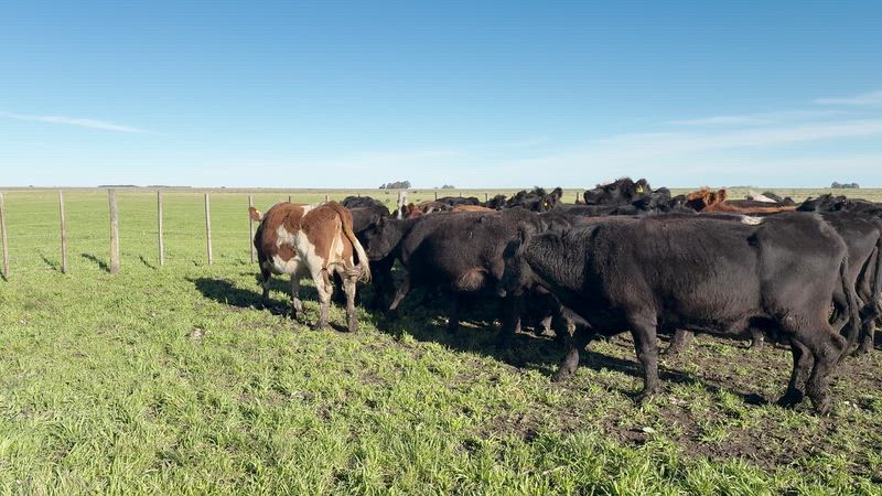 35 Vacas preñadas