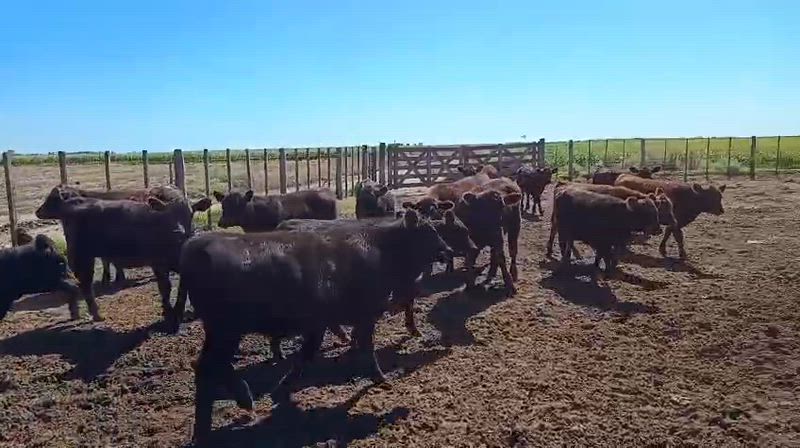 60 Terneros y Terneras