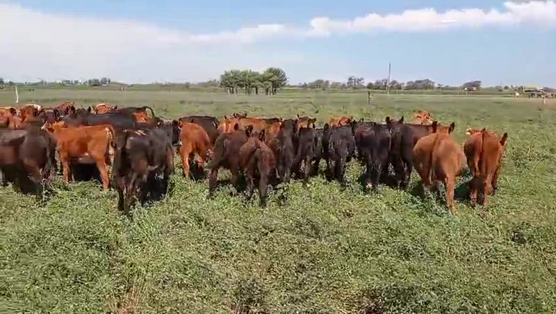 65 Terneros y Terneras