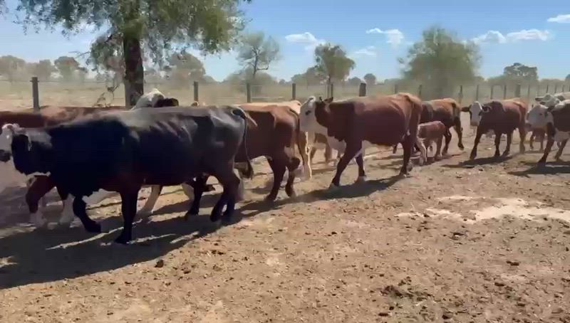 120 Vacas con cría