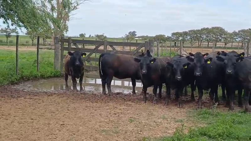55 Vaquillonas para madre