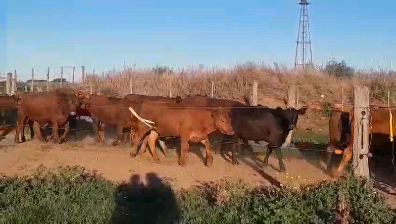 50 Novillitos y Vaquillonas