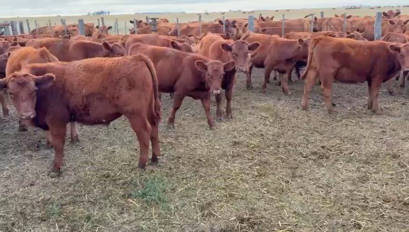 200 Terneros y Terneras