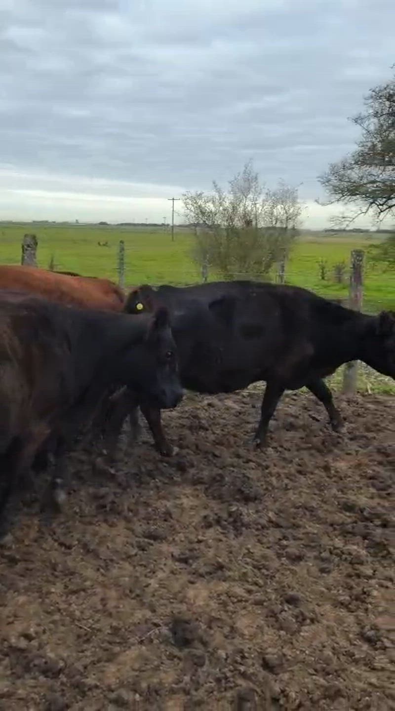 15 Vacas CUT Preñadas