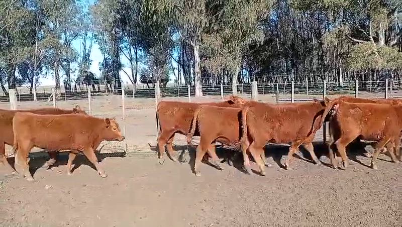 60 Vaquillonas para madre
