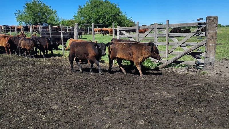 100 Terneros y Terneras
