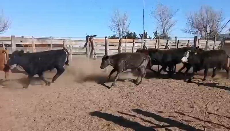 80 Terneros y Terneras