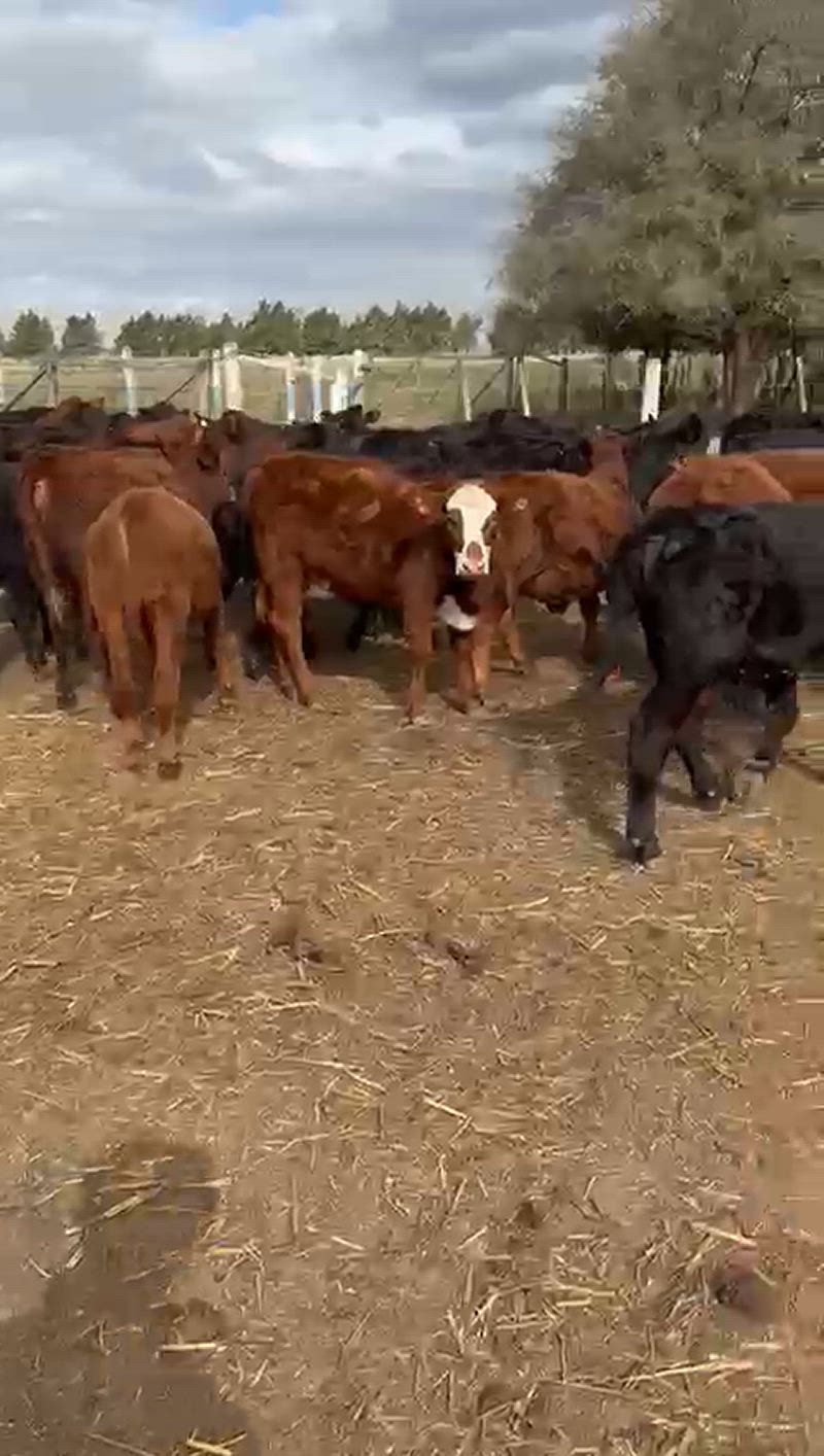 55 Terneros y Terneras