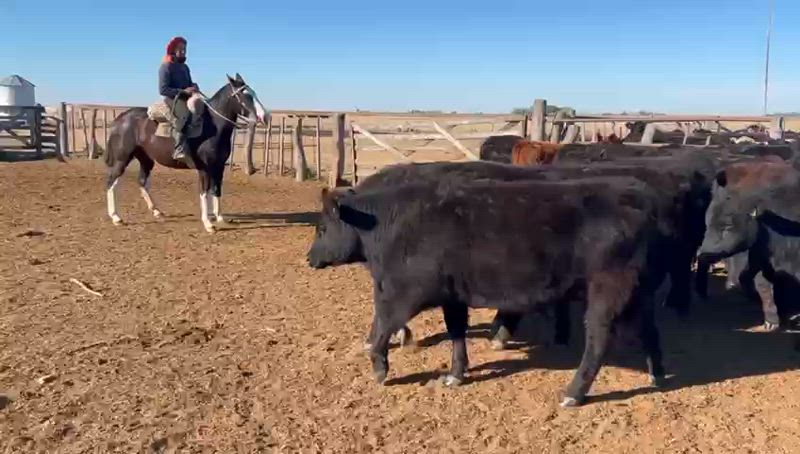 55 Terneros