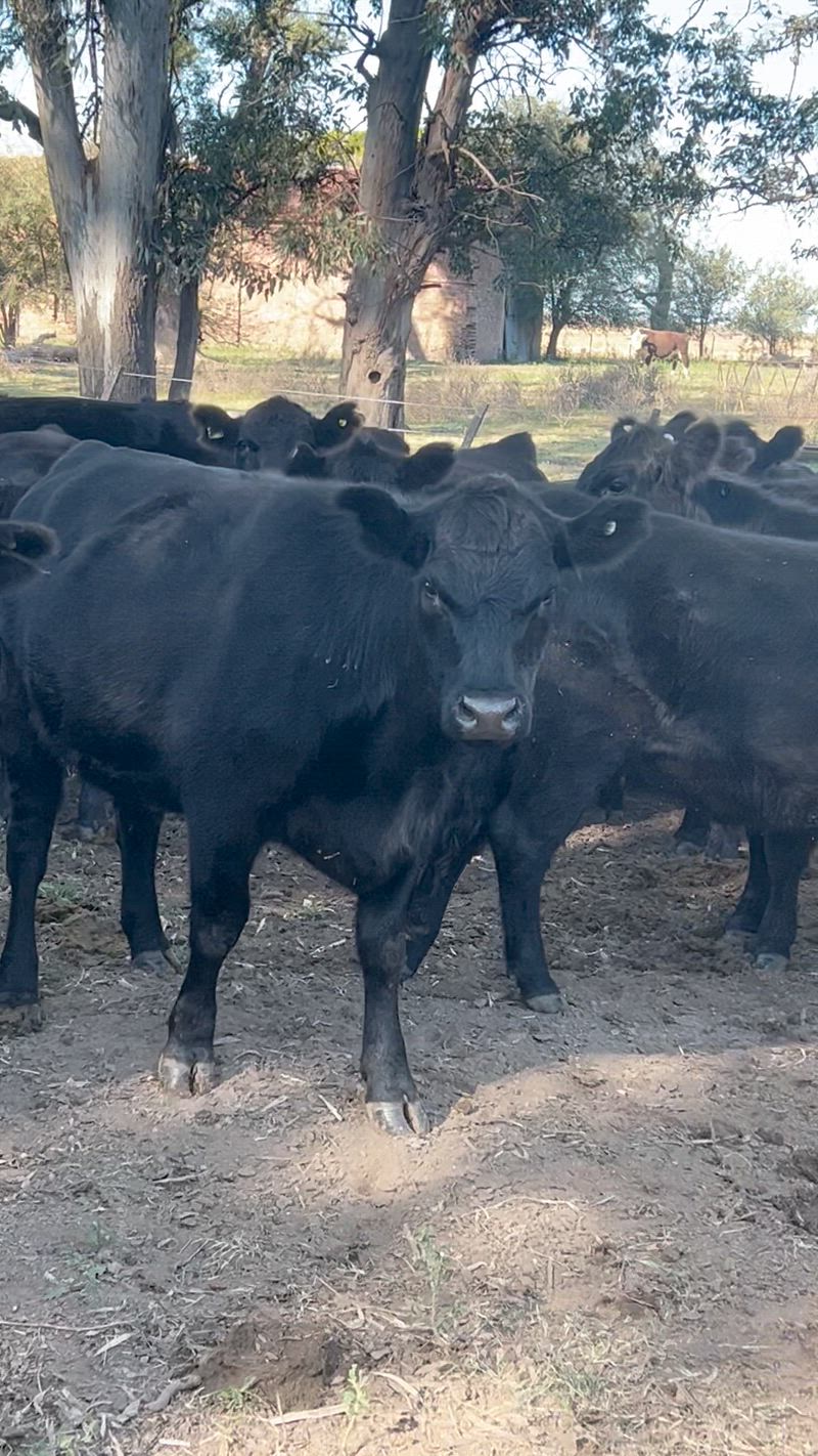 55 Vaquillonas Preñadas