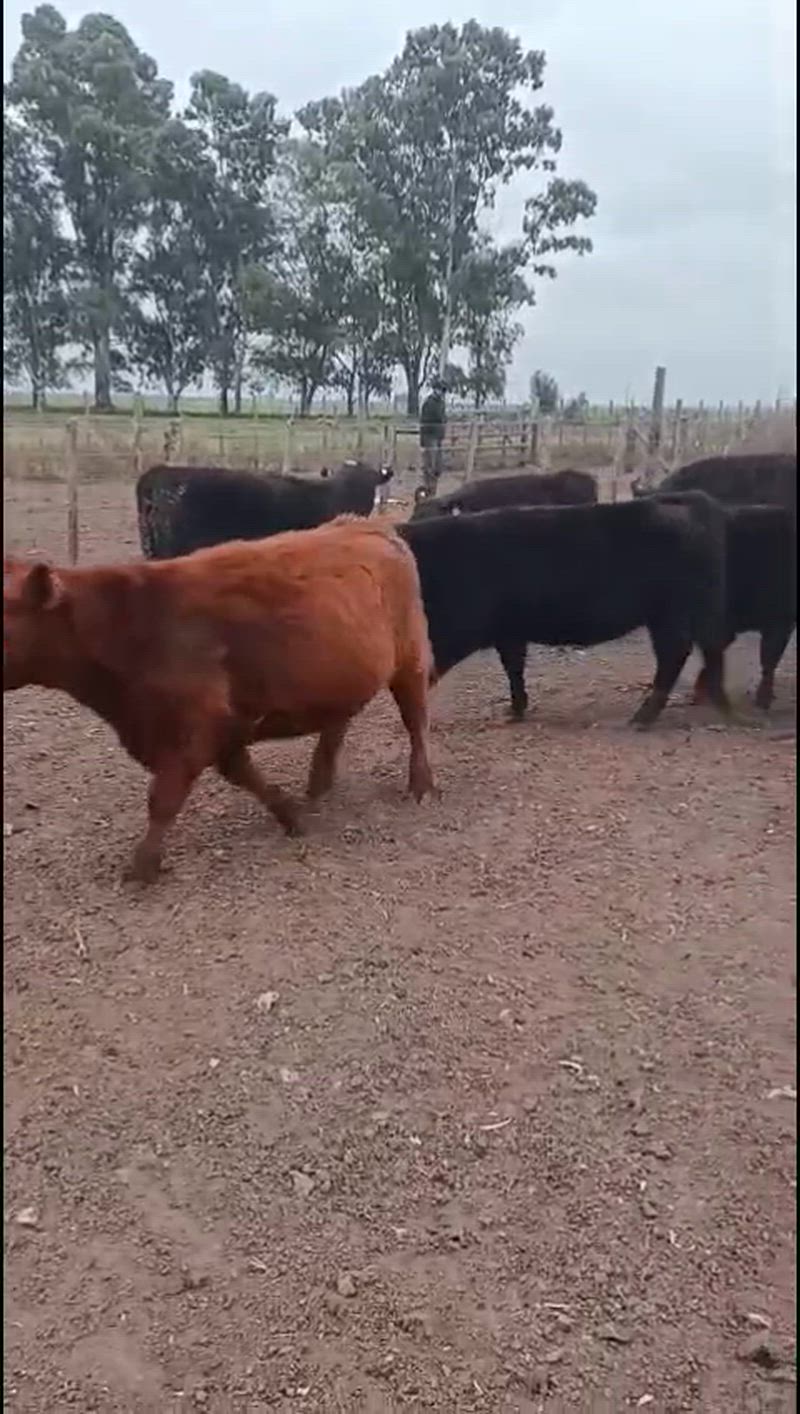 70 Terneros y Terneras