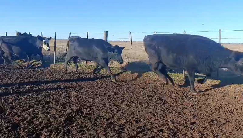 400 Vacas preñadas