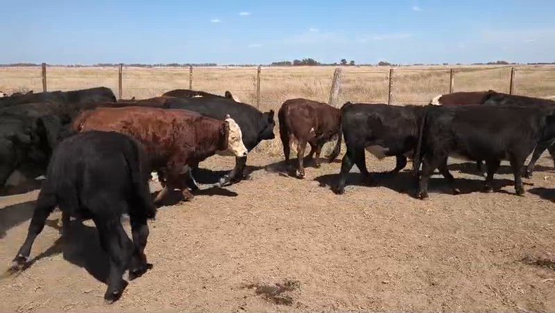 95 Terneros y Terneras