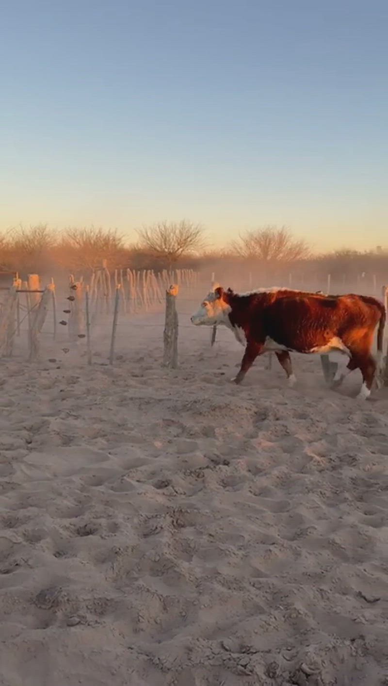 120 Vacas CUT Preñadas