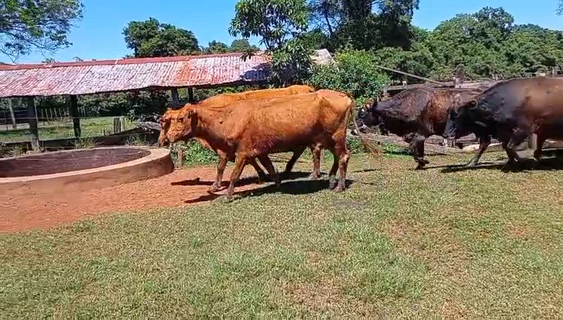 50 Vacas de invernada