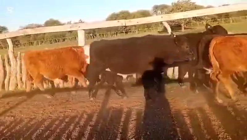 70 Terneros y Terneras