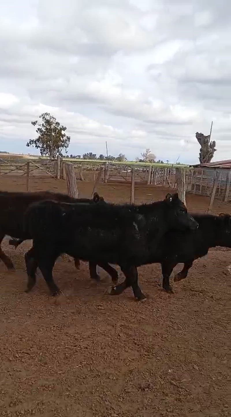 45 Terneras