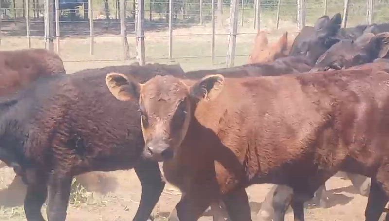 70 Terneros y Terneras