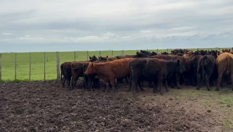 50 Novillitos y Vaquillonas