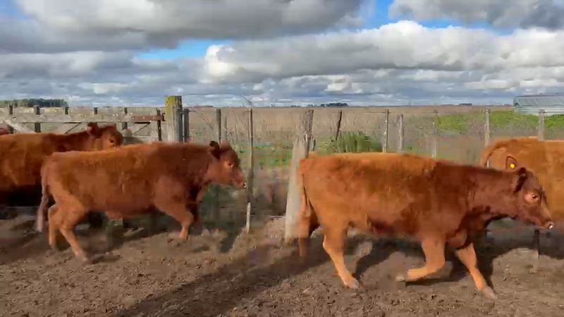 50 Vacas de invernada